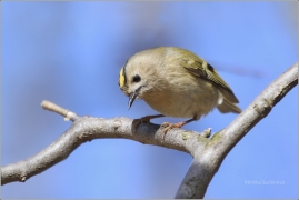 <p>KRÁLÍČEK OBECNÝ (Regulus regulus) /Goldcrest - Wintergoldhähnchen/</p>